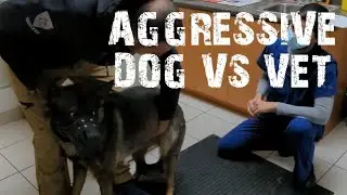 How to handle AGGRESSIVE dogs at the Vet