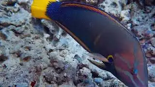 Koloko Ponds and Suck 'em Up