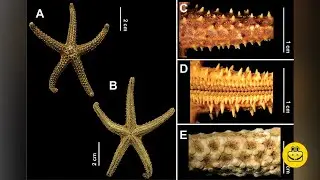 Echinaster brasiliensis