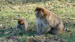 Calm Jungle Vibes: Relax with Monkeys and Gorillas
