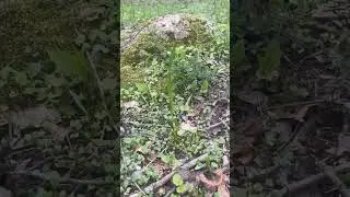 Deer plot spring grow