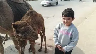 Azaan loves camels and became friend with camel #camel #kids #play 