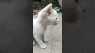#cute cat#cat #pussycat #shorts #kids#viral#trending #SSM Raaj Music #R❤️K