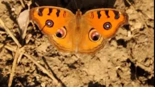 Peacock Pansy, Junonia almana, the peacock pansy, is a species of nymphalid butterfly