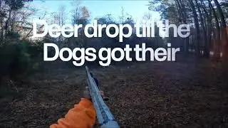 South Carolina dog hunting last day of the season 2025