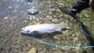Float fishing Nine mile: Spring run 2016