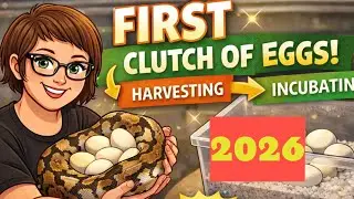 FIRST CLUTCH OF BALL PYTHON EGGS of 2026! | From Mom to Incubator 🥚🐍