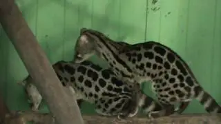 Olmense Zoo, Genetkat/ Genetta genetta
