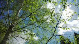 Birch with young bright green leaves against the background cloud