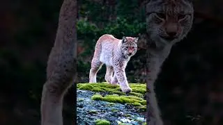 The Eurasian lynx #shorts @wildcatsinfo  #wildanimallife
