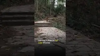 Viral video: Monkey learns to walk on two legs after losing a limb: &lsquo;He&rsquo;s running like a human&rsquo;