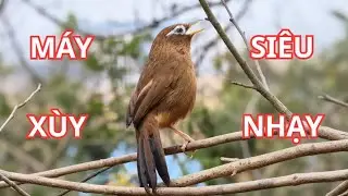 Máy xùy siêu nhạy / Họa mi mái xùy kích hót 