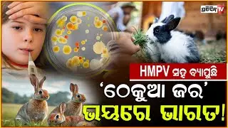 ଚୀନରେ HMPV ତ ଆମେରିକାରେ ବ୍ୟାପୁଛି &lsquo;ଠେକୁଆ ଜ୍ୱର&rsquo; ଭୟରେ ଭାରତ ! Rabbit Fever Cases Rises 56% In US