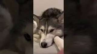 Is YOUR Dog the Best dog for life in the World? Let&rsquo;s Find Out 🐾❤️ #dogforlife #husky
