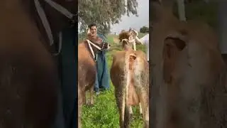 اجدد عروض حمادة الهيتي التاجر الفصيح وحياة اهل الريف|