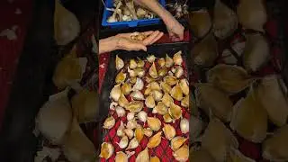 Preparing Elephant Garlic for Planting
