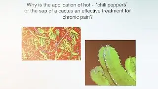 Back to the Future of Pain Medicine