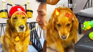 How about the sixth sense of the dog?