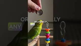 How to get your bird back in the cage without losing your sanity 😮&zwj;💨 #parrot  #cockatiel