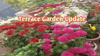 Terrace Garden Update || First Garden Update 2026 || Flower Garden #gardening #terracegardenupdate 