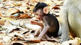 What a precious baby monkey Pepper ! Piper has first baby but she take care well and good health.
