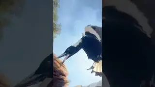 Magpie Divebombs Skateboarder