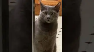 Skippy has seen things | 06/01/24