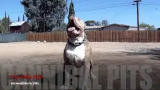 !!!!  ONE OF THE BIGGEST DOGS ON THE PLANET....KING KODIAK...!!!!!