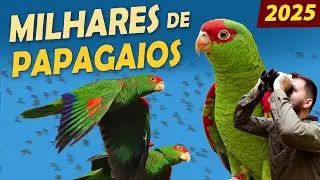 A MAIOR CONCENTRAÇÃO de PAPAGAIOS do SUL do Brasil!