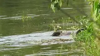 Smooth-Coated Otter family