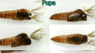Os famosos borrachudos (Simuliidae sp.) de Ilhabela e o seu ciclo de vida