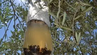 Homemade olive fly trap very effectively and economically. Bactrocera oleae olive pests.