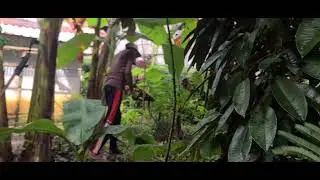 Skilled Hands Weaving Young Palm Leaves for Daily Farm Use #RuralAgriculture #TraditionalFarming