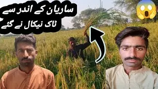 Sarean 🌾 Ka iandar Tak Nekila Bhai Na 👽😱بہت سی ٹاک نیکالی