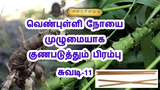 வெண்புள்ளி நோயை முழுமையாக குணபடுத்தும் பிரம்பு | சுவடி-11