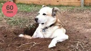 Funny Pet Videos Animal Compilation 2024🤣  | Funniest Cats And Dogs