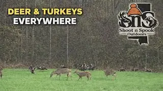Deer and Turkeys Everywhere!!!