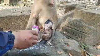 Wildlife monkeys in Amber troop P145
