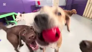Real Results from Enrichment-Focused Dog Care in Perth