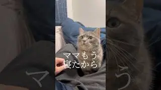 ママが寝た後に始まる猫とパパの秘密の集い #shorts #猫 #猫好きさんと繋がりたい