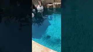 Hydrus Robotic Pool Vacuum