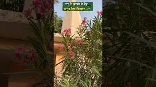 घर के सामने कनेर का पेड़ लगाने से क्या होता है #shorts #kaner #vastutips