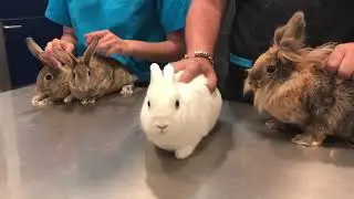 CAP 337. QUIEREN IRSE A UNA CASA. Conejos en adopci&oacute;n en Madrid.