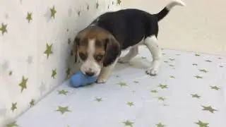 ペットショップ犬の家＆猫の里　119477　ビーグル