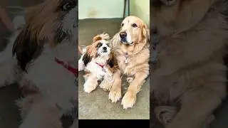 Delivery Boy Struggle 2.0 😅 #ytshorts #comedy #funny #funnyshorts #pets #petlover #kannadacomedy