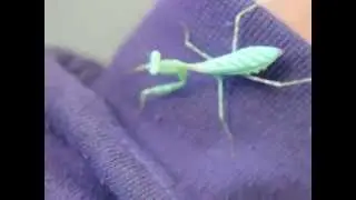 Adult female Miomantis binotata