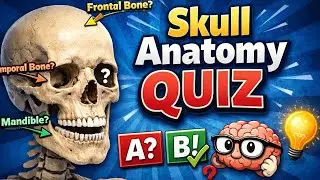 💀 Skull Anatomy Quiz | Easy Questions with Answers✨ Other Easy Options #skull #anatomy #quiz  #ans