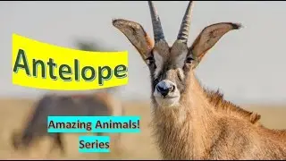 Antelope facts 🦌 more than 90 species 🤩 sisters of deers 🦌