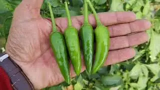Tokita Seed Chilli