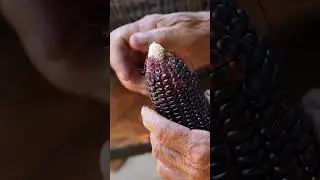 Sweet Corn from Sowing to Harvest | A Grandmother's Love, Delivered in a Basket of Warm Corn #asmr